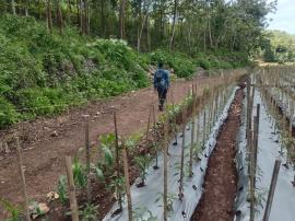 PEMERINTAH KALURAHAN JETIS SAMBUT TIM MONEV DDS TAHAP II KAPANEWON SAPTOSARI